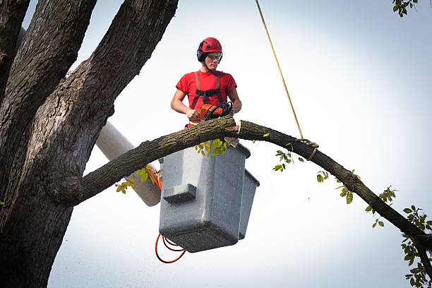 Best Professional Tree Care  in Hooper, UT